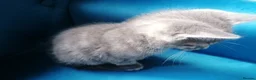 Mixed Breed cats for sale: Adorable kittens  - 8 weeks old - various colours in Chertsey - Advert 31