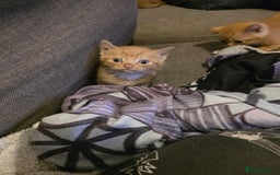 Mixed Breed cats for sale: 2 Ginger Kitties - Image 1