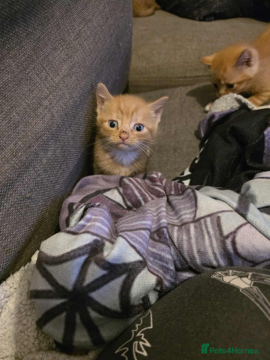 Mixed Breed cats for sale: 2 Ginger Kitties - Image 1