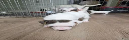 Jack Russell dogs for sale: Jack russell puppies in Newton Stewart - Advert 14