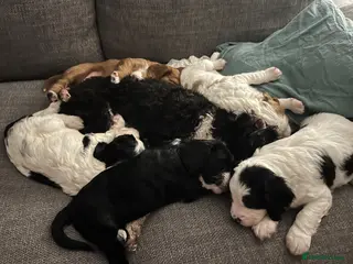 Mixed Breed dogs Beautiful Cavapoo x sprocker spaniel puppies - Advert 1