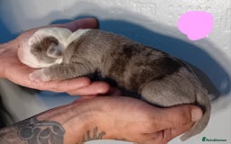 Mixed Breed dogs for sale: Taylors Minidane (Bulldane) Pups Available  - Image 19