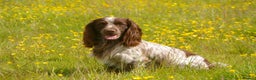 Cocker Spaniel dogs for sale: Cocker Spaniel Pups - Solid & Roan - Farlavale - Advert 35