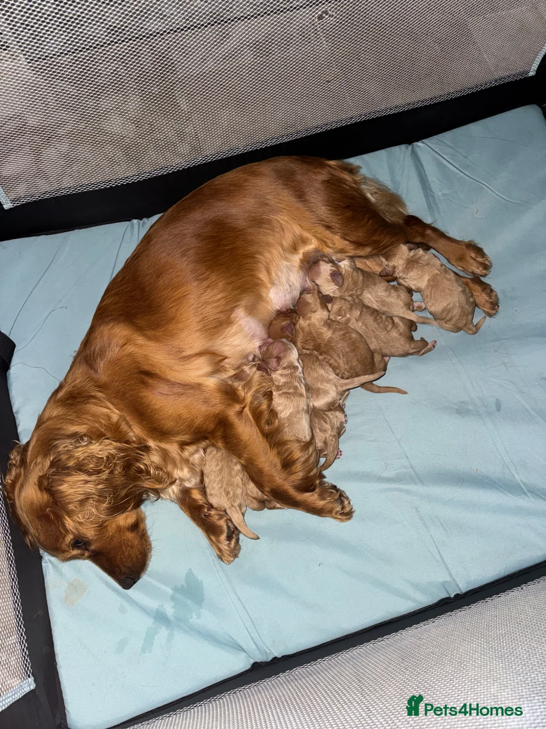 Cockapoo dogs for sale: Cockerpoo puppies  in Leatherhead - Advert 2