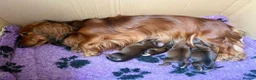 Miniature Dachshund dogs for stud: Daschund Stud  - Advert 17