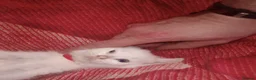 Mixed Breed cats for sale: 5 gorgeous playful male kittens,  in Llanybydder - Advert 4