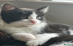 British Shorthair cats for sale: Beautiful tuxedo kittens - Image 14