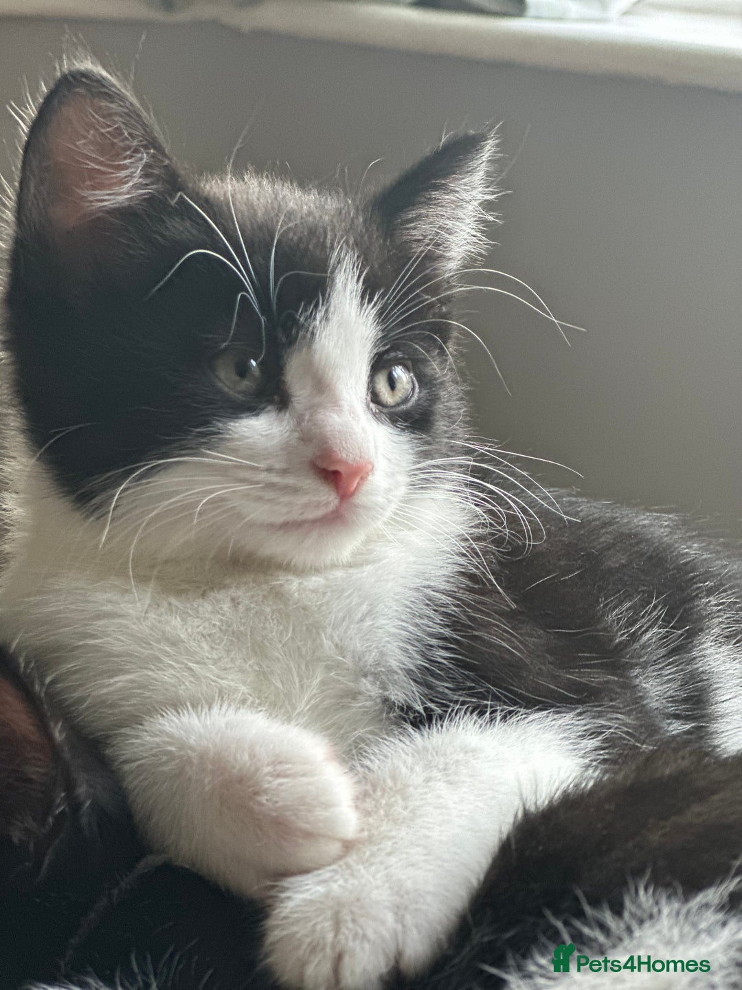 British Shorthair cats for sale: Beautiful tuxedo kittens - Image 14