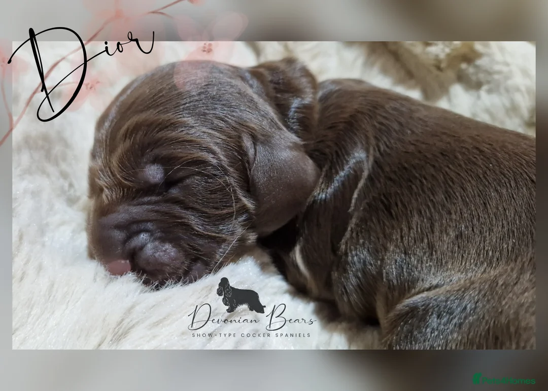 Cocker Spaniel dogs for sale: FULLY Health tested English Cocker Spaniel puppies - Advert 27