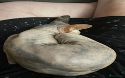 Sphynx cats for sale: Sphynx girl not neutered  - Image 3
