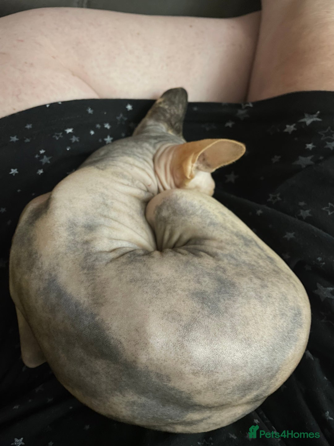 Sphynx cats for sale: Sphynx girl not neutered  - Image 3