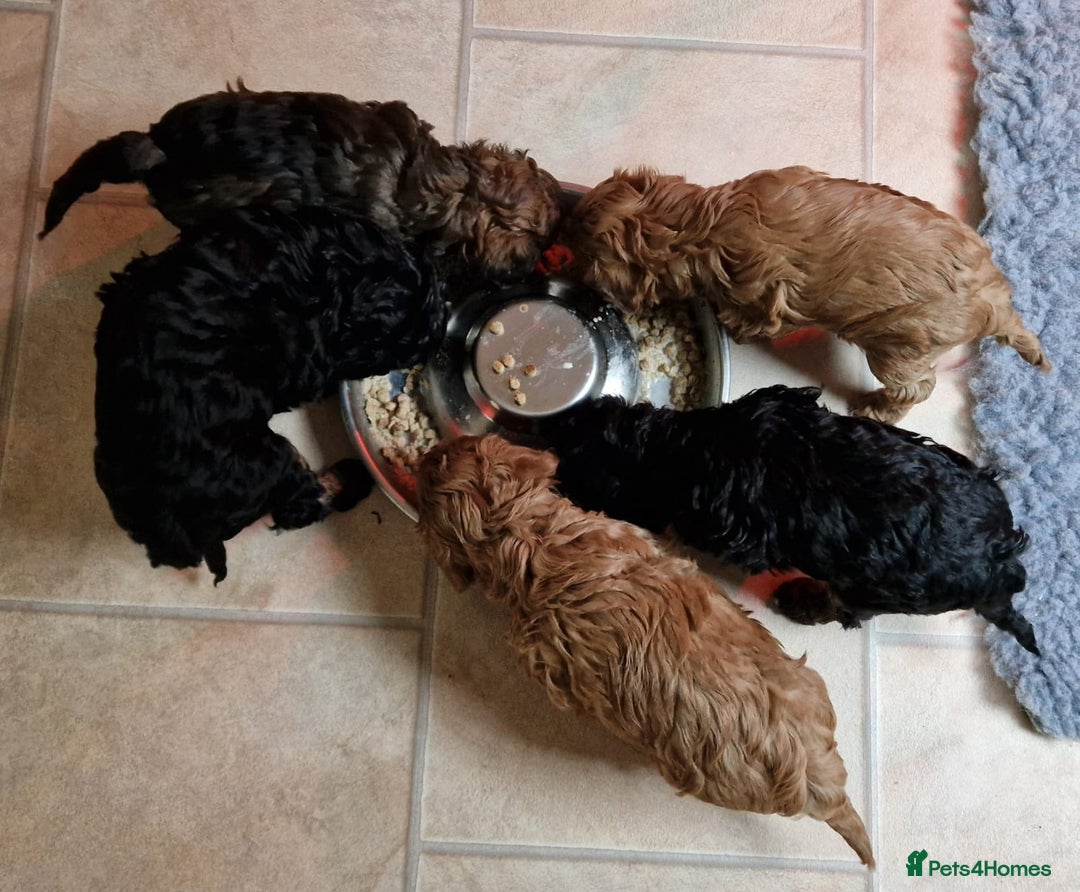 Cavachon dogs for sale: Beautiful Phantom, Sable and Red Cavapoochon Pups - Advert 11