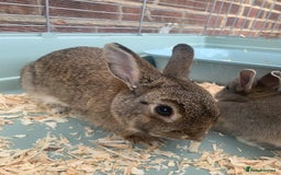 Netherland Dwarf rabbits for sale: Bunnies Netherland Dwarf Rabbits - Image 25