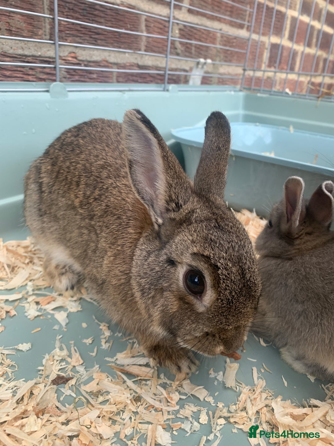 Netherland Dwarf rabbits for sale: Bunnies Netherland Dwarf Rabbits - Image 25