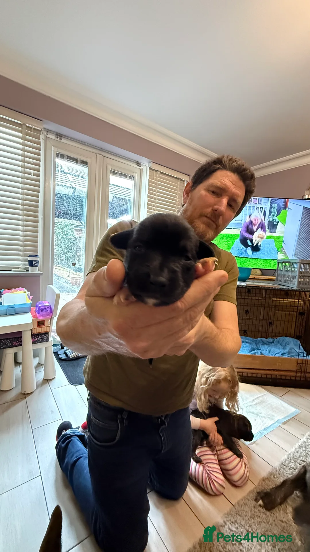 German Shepherd dogs for sale: German shepherd x Puppies - Advert 4