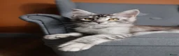 Maine Coon cats for sale: TICA Pedigree Maine coon🧬health tested - Advert 5