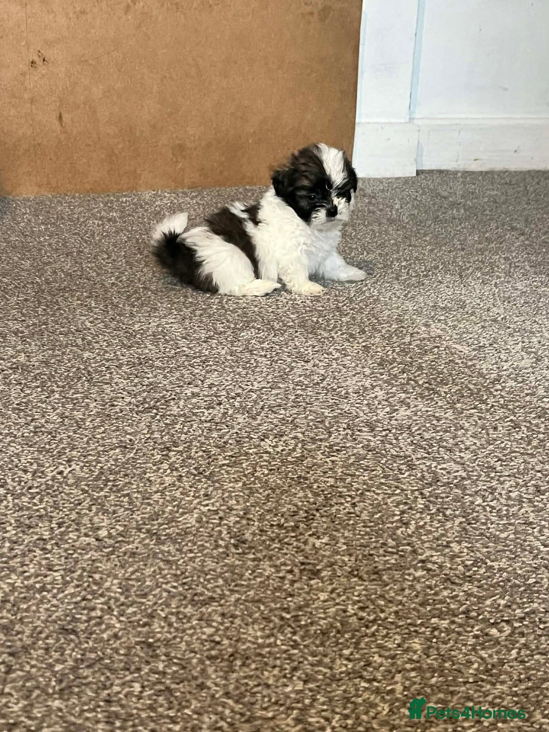 Zuchon dogs for sale: Bichon x Westie x Shih zu  - Advert 19