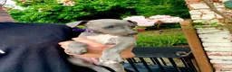 Mixed Breed dogs for sale: Whippet x Italian greyhound in Southampton - Advert 5