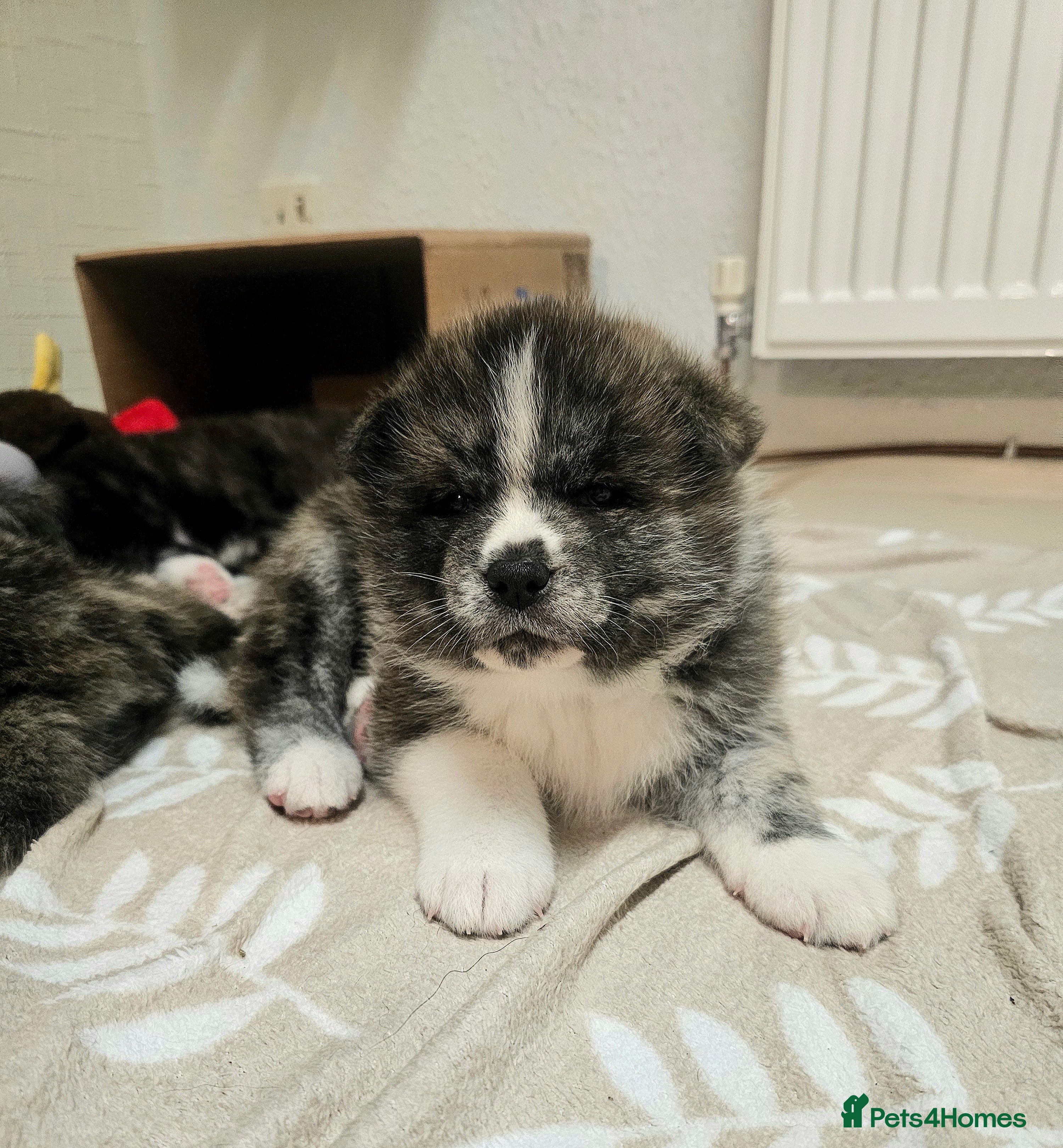 Japanese Akita Inu dogs Jepanese Akita Inu KC registered - Advert 1