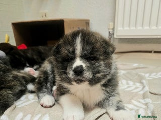 Japanese Akita Inu dogs Jepanese Akita Inu KC registered - Advert 1