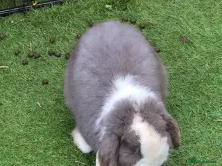 Mini Lop rabbits Male mini lop - Advert 1