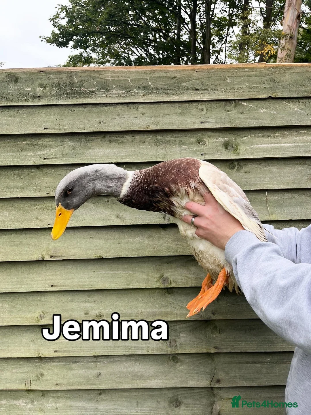 Ducks poultry for sale: 2 female saxony ducks  - Advert 2