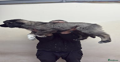 Caucasian Shepherd Dog dogs  ⭐️MALES READY Caucasian shepherds ⭐️ puppy dogs   - Advert 4