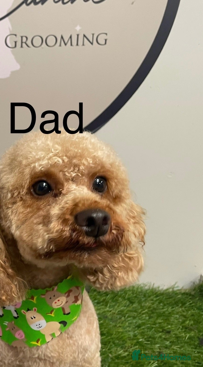 Toy Poodle dogs 1 Pedigree TOY POODLE GIRL- ready now in Cheshire - Advert 2