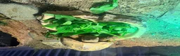 Tortoise reptiles for sale: Horsefield Tortoise, enclosure and accessories  - Advert 5