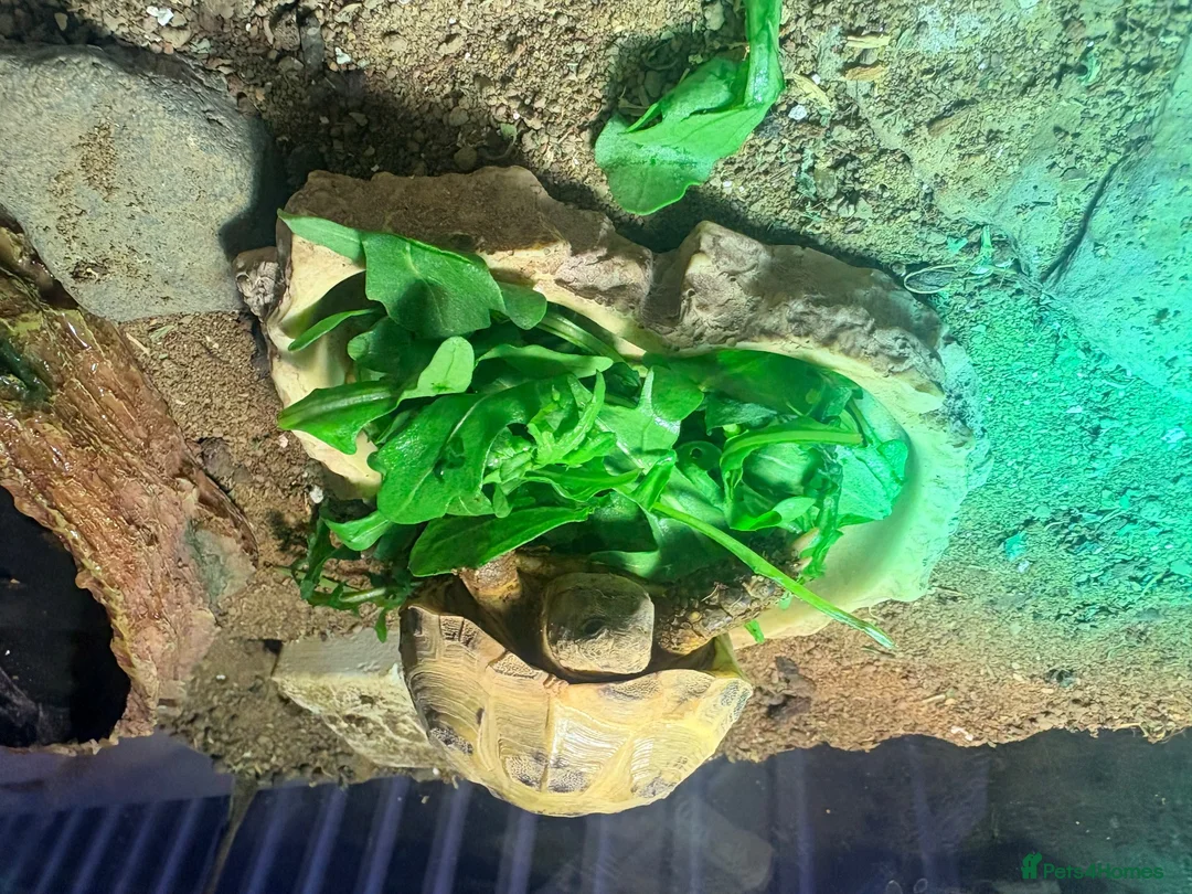 Tortoise reptiles for sale: Horsefield Tortoise, enclosure and accessories  - Advert 5