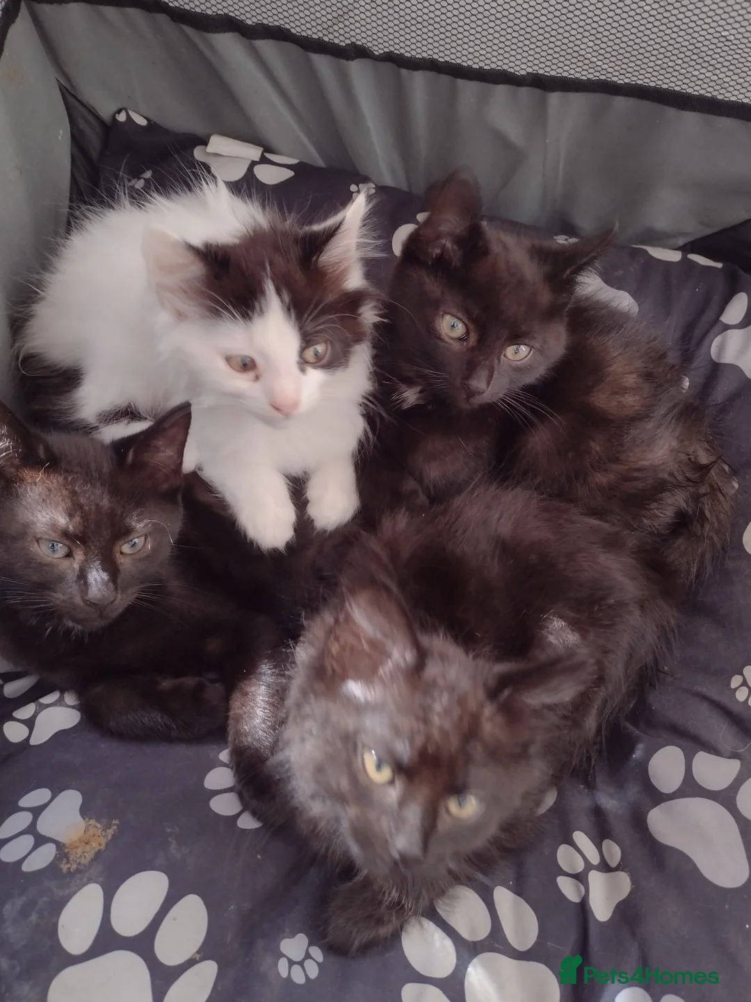 Mixed Breed cats for sale: 4 kittens  - Advert 2