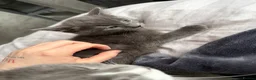 Mixed Breed cats for sale: 6 beautiful Persian Russian Blue mix tabby kittens - Advert 17
