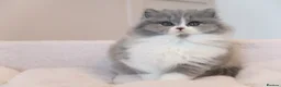 British Longhair cats for sale: PEDIGREE British Longhair kittens - Advert 5