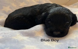 Cockapoo dogs for sale: Stunning F2 Cockapoo puppies fully DNA tested  - Image 5