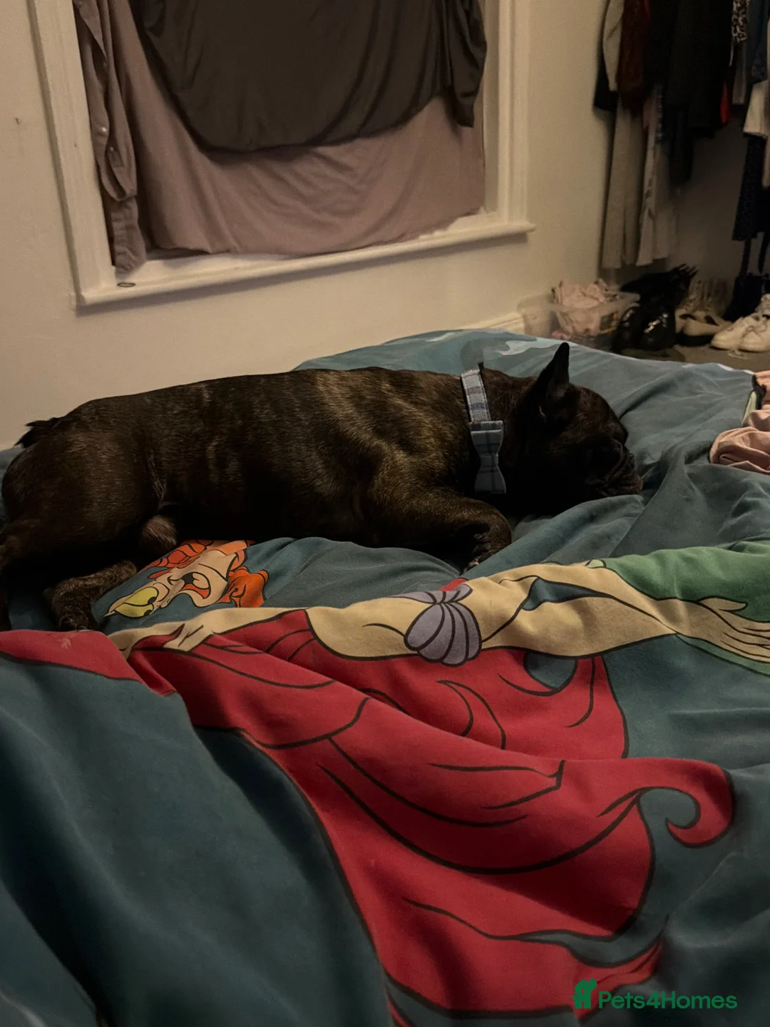 French Bulldog dogs for sale:  **  only  in Blackpool - Advert 7