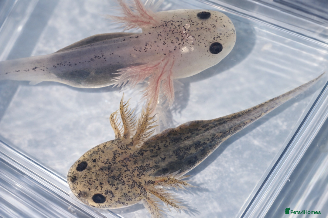 Axolotl reptiles for sale: Baby axolotls  - Advert 1