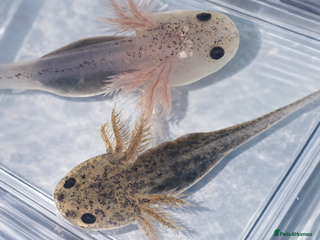 Axolotl reptiles Baby axolotls - Advert 12