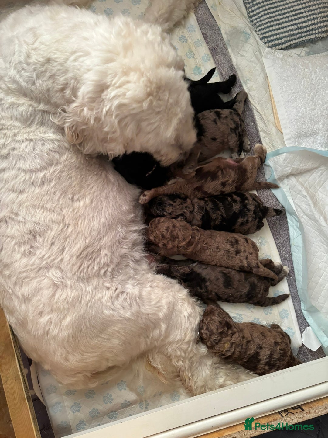 Goldendoodle dogs for sale: F1B Goldendoodle Puppies – Merle & Black – Essex - Image 11