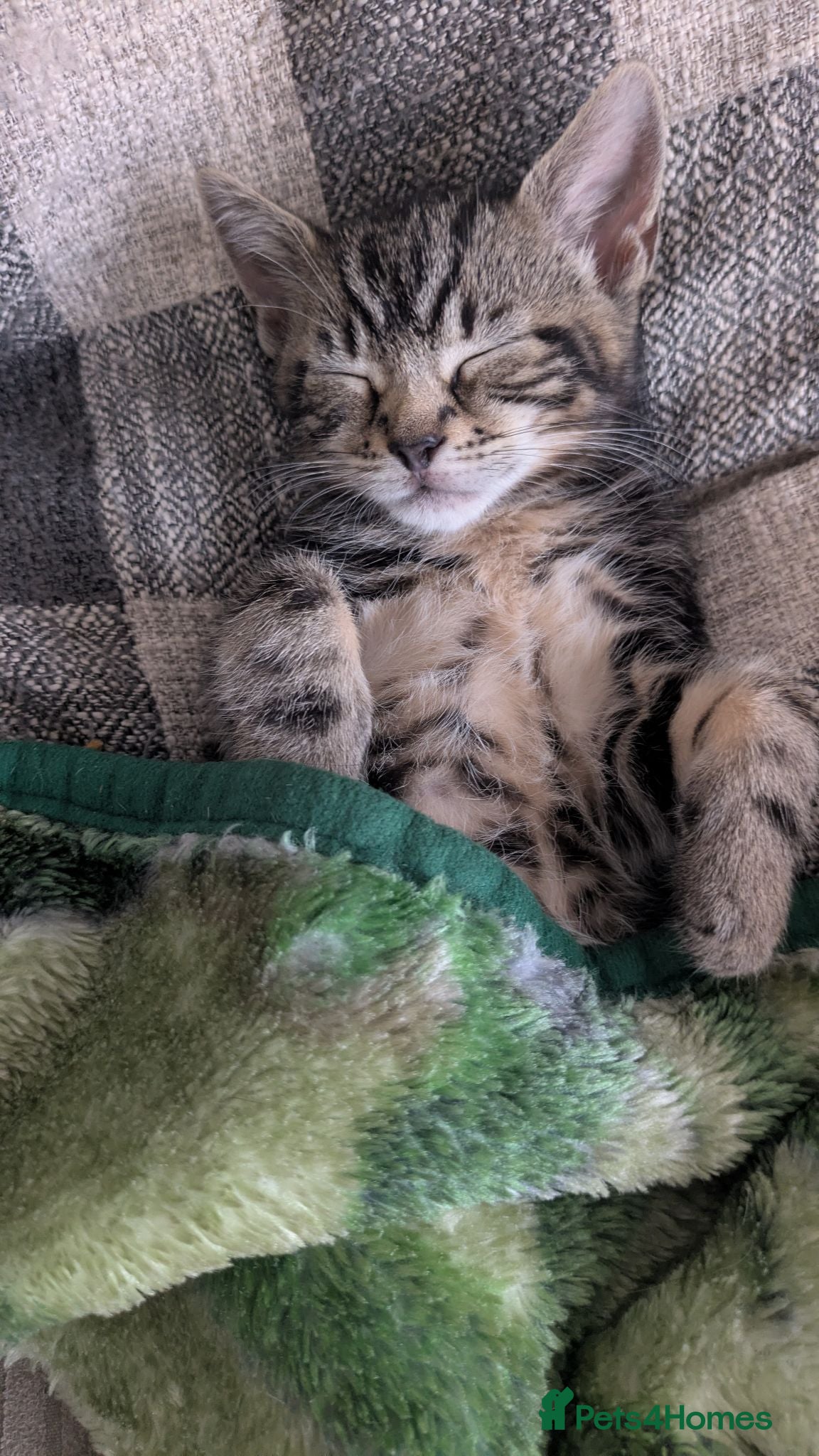 Mixed Breed cats 10 lovely baby kittens for sale - Advert 12