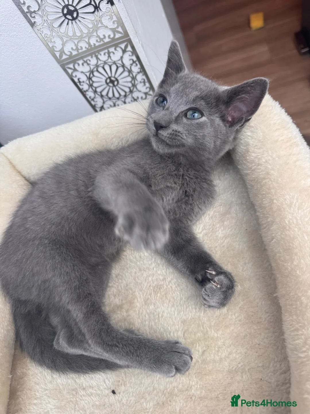 Mixed Breed cats for sale: Ragdoll cross Russian blue kittens in Barnet - Advert 2