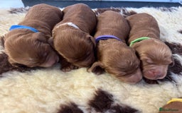Cockapoo dogs for sale: F1 Cockapoos from health tested parents  - Image 6