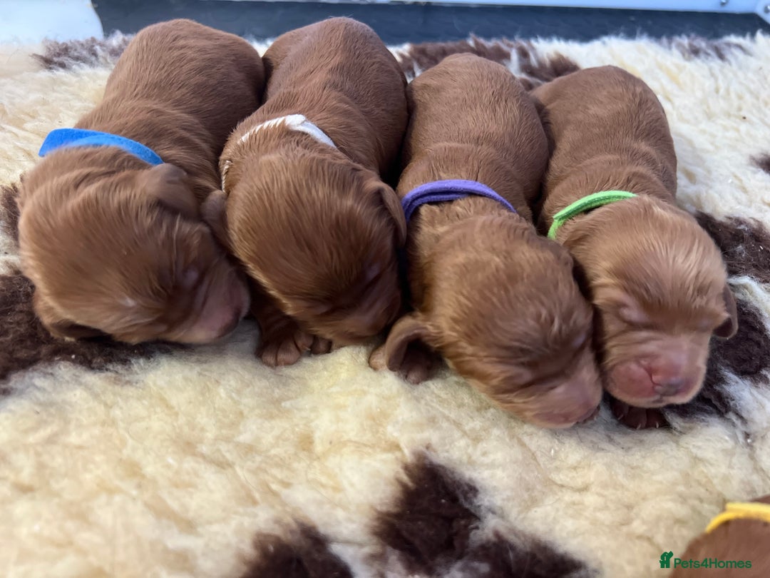 Cockapoo dogs for sale: F1 Cockapoos from health tested parents  - Image 6