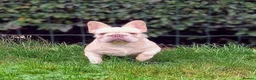 French Bulldog dogs for sale: Amazing QUALITY FRENCH BULLDOG PUPS - Advert 14