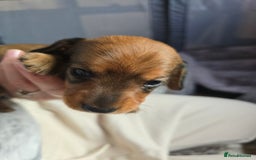 Miniature Dachshund dogs for sale: Miniature Dachshunds Seeking Forever Homes - Image 34
