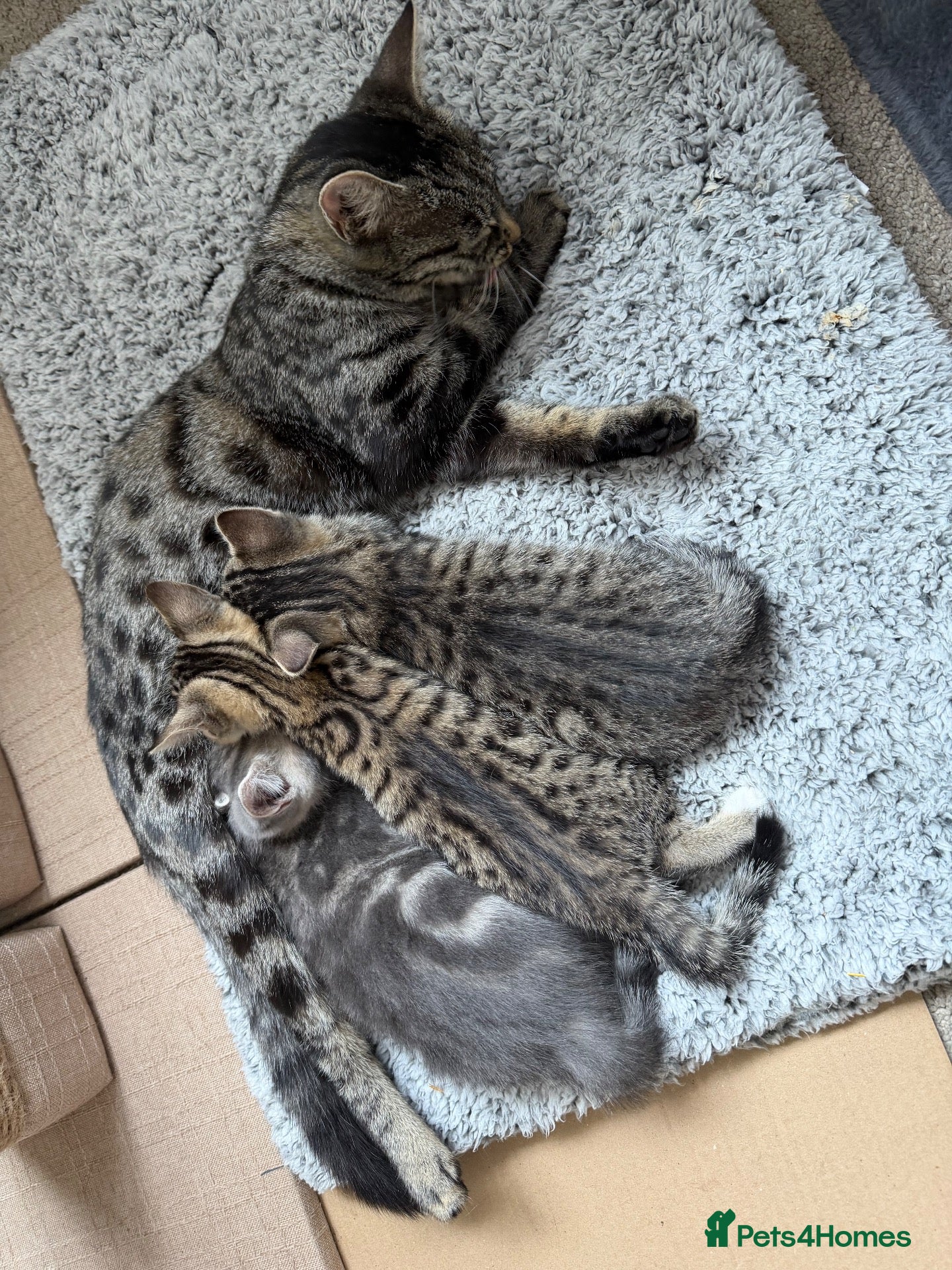 Domestic Shorthair cats 2 x Female Kittens - 9 weeks old ready to leave - Advert 1