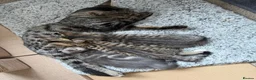 Domestic Shorthair cats for sale: 2 x Female Kittens - 9 weeks old ready to leave in Bradford - Advert 1