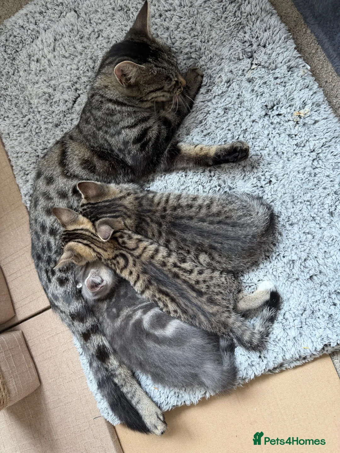 Domestic Shorthair cats for sale: 2 x Female Kittens - 9 weeks old ready to leave in Bradford - Advert 1