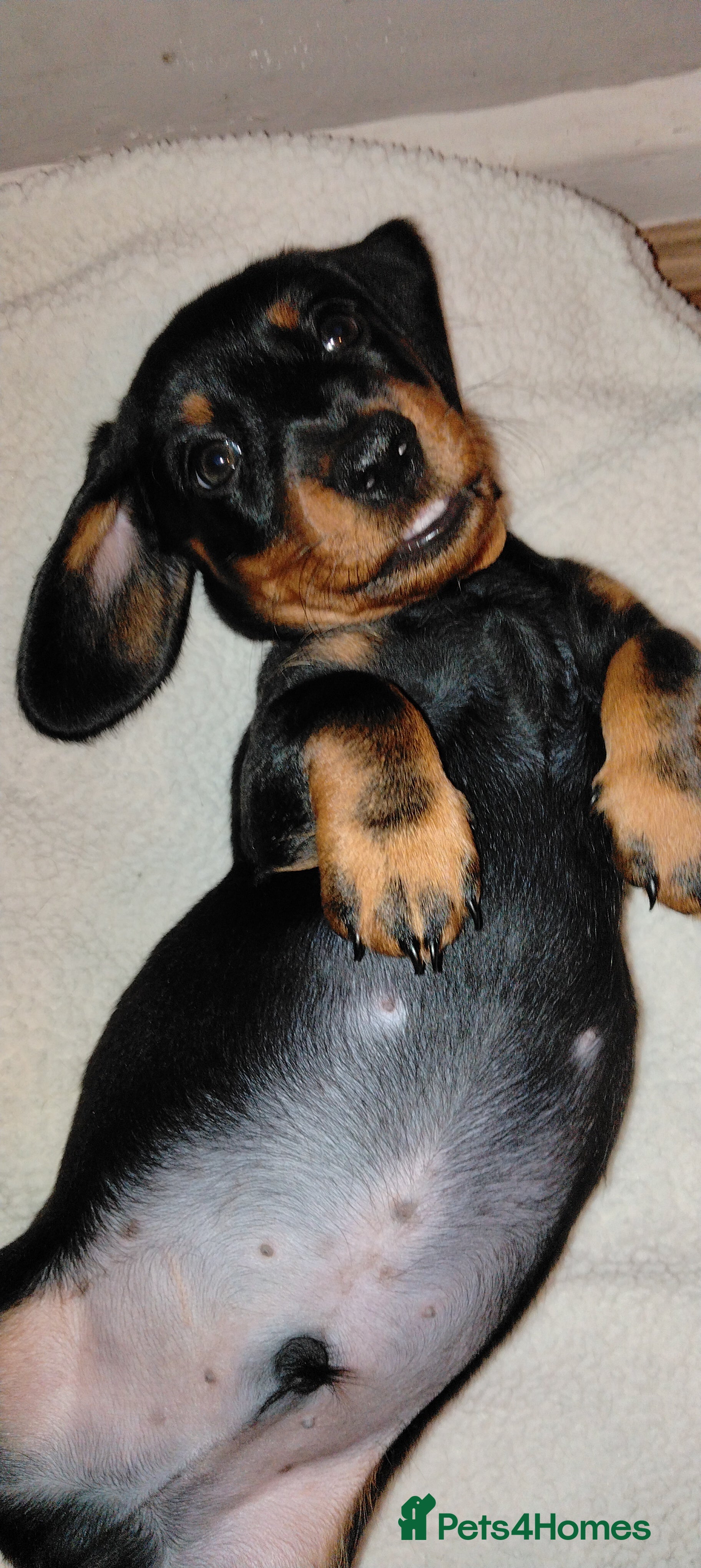 Dachshund dogs Miniature Dachshund  - Advert 13