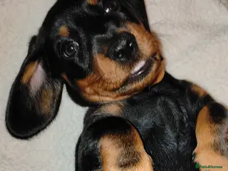 Dachshund dogs Miniature Dachshund - Advert 13