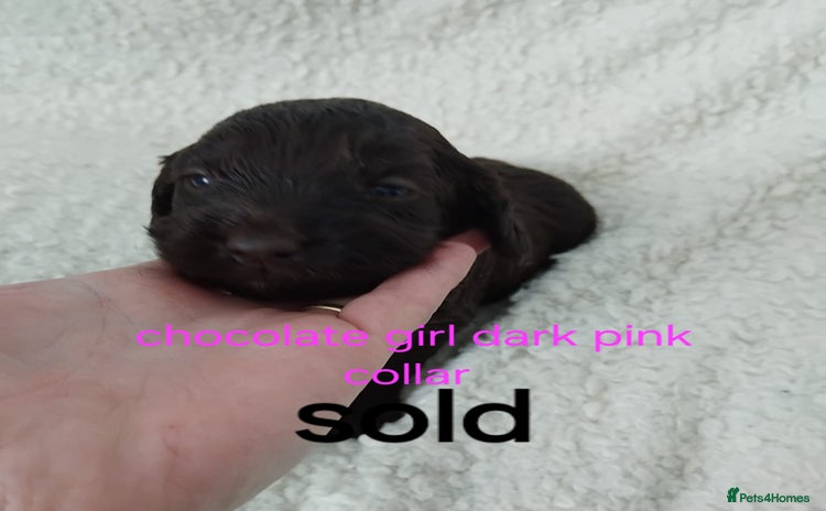 Cockapoo dogs - Advert 14